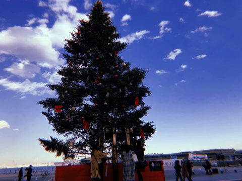 クリスマスツリー　赤レンガ倉庫